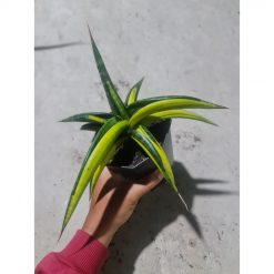 Sansevieria Kitonga Variegated, real feature image plant. Picture taken directly from kaktus.id community Sansevieria farmer green houses.