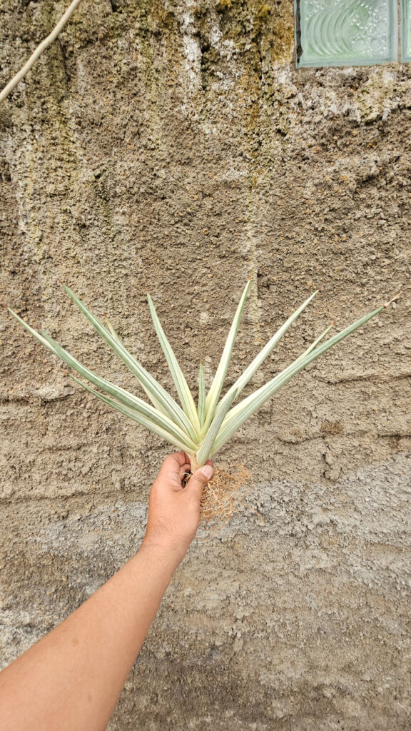 kaktus.id