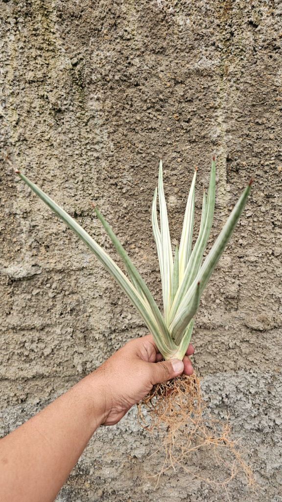 kaktus.id