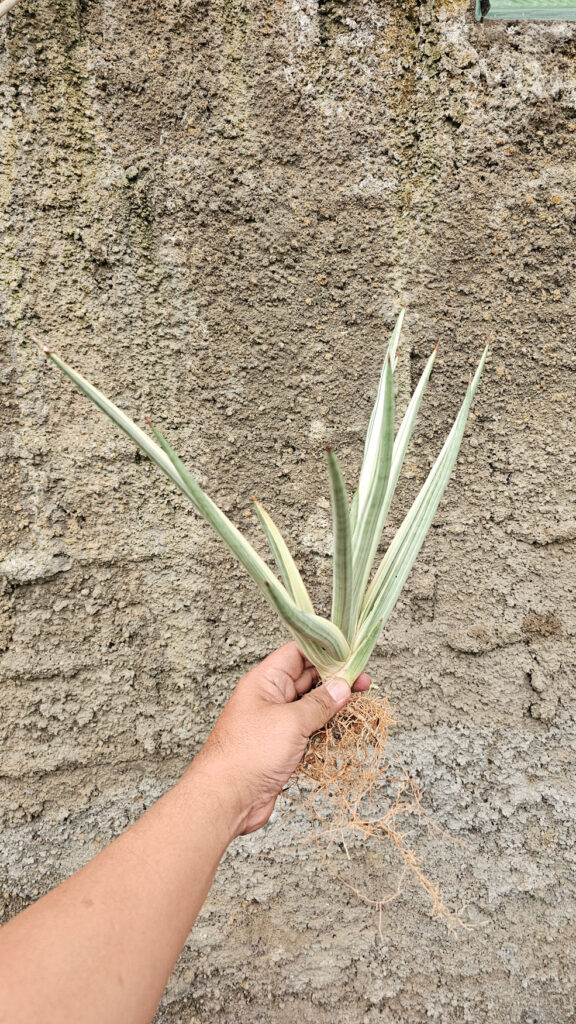 kaktus.id