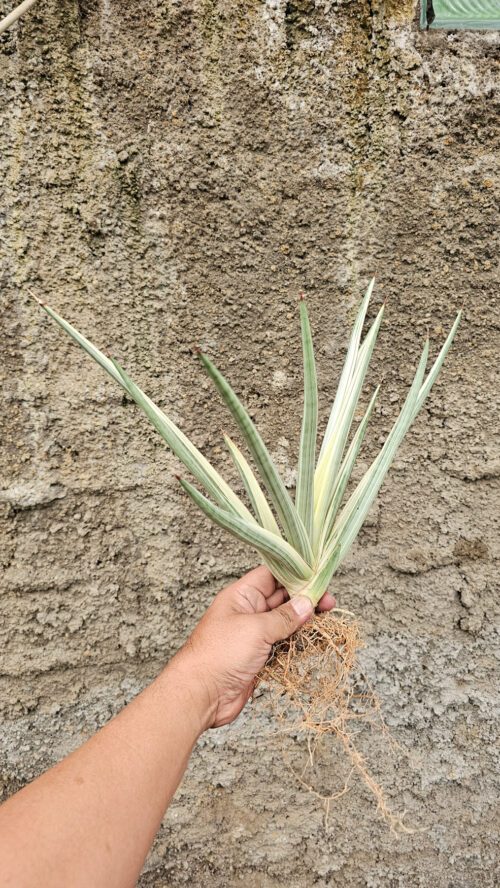 Sansevieria Royal Crown Size 20 Cm, real gallery image #5 plants. Picture taken directly from kaktus.id community Sansevieria farmer green houses.
