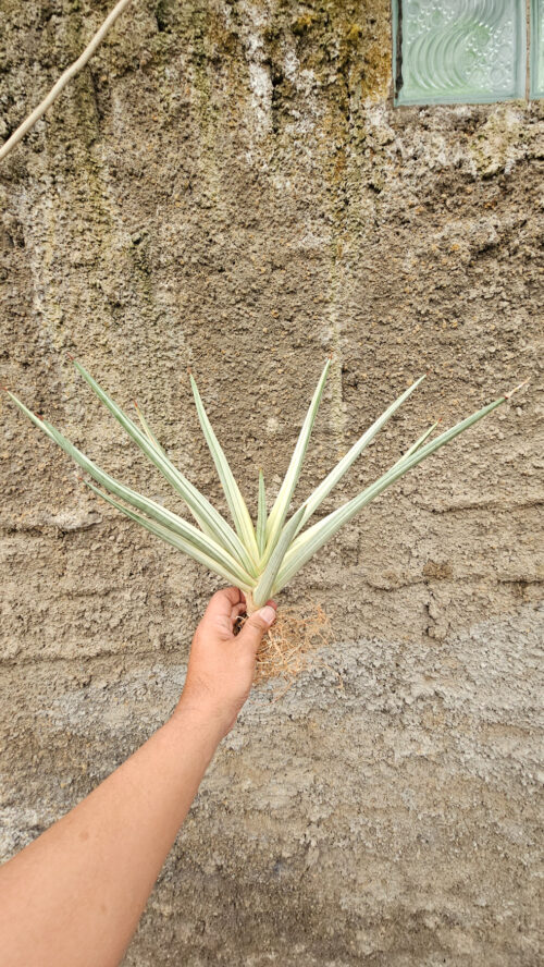 Sansevieria Royal Crown Size 20 Cm, real gallery image #2 plants. Picture taken directly from kaktus.id community Sansevieria farmer green houses.