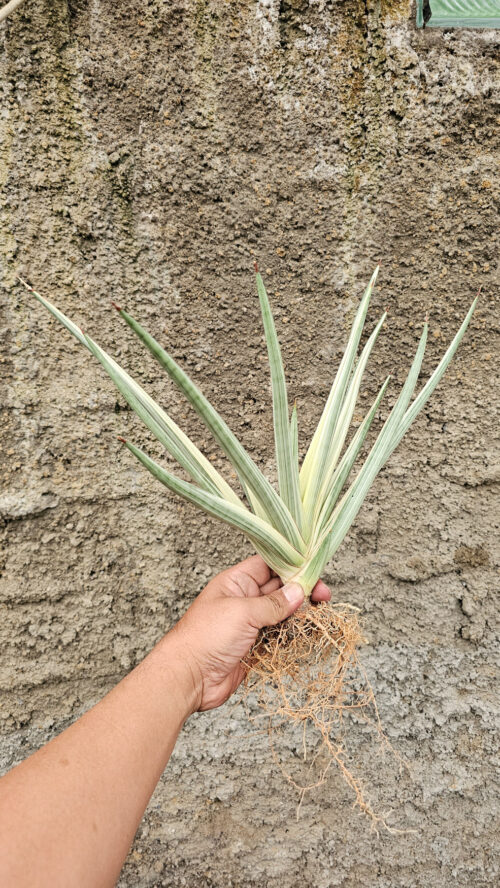 Sansevieria Royal Crown Size 20 Cm, real gallery image #6 plants. Picture taken directly from kaktus.id community Sansevieria farmer green houses.