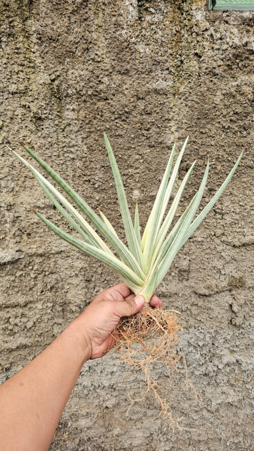 Sansevieria Royal Crown Size 20 Cm, real gallery image #7 plants. Picture taken directly from kaktus.id community Sansevieria farmer green houses.