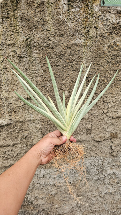 Sansevieria Royal Crown Size 20 Cm, real gallery image #8 plants. Picture taken directly from kaktus.id community Sansevieria farmer green houses.