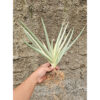 Sansevieria Royal Crown Size 20 Cm, real feature image plant. Picture taken directly from kaktus.id community Sansevieria farmer green houses.