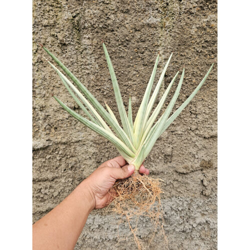 1264. Sansevieria Royal Crown Size 20 Cm
