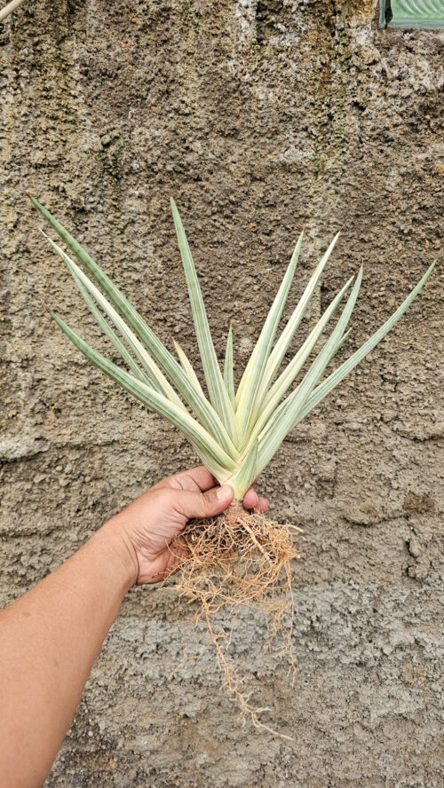 Sansevieria Royal Crown Size 20 Cm, real gallery image #9 plants. Picture taken directly from kaktus.id community Sansevieria farmer green houses.