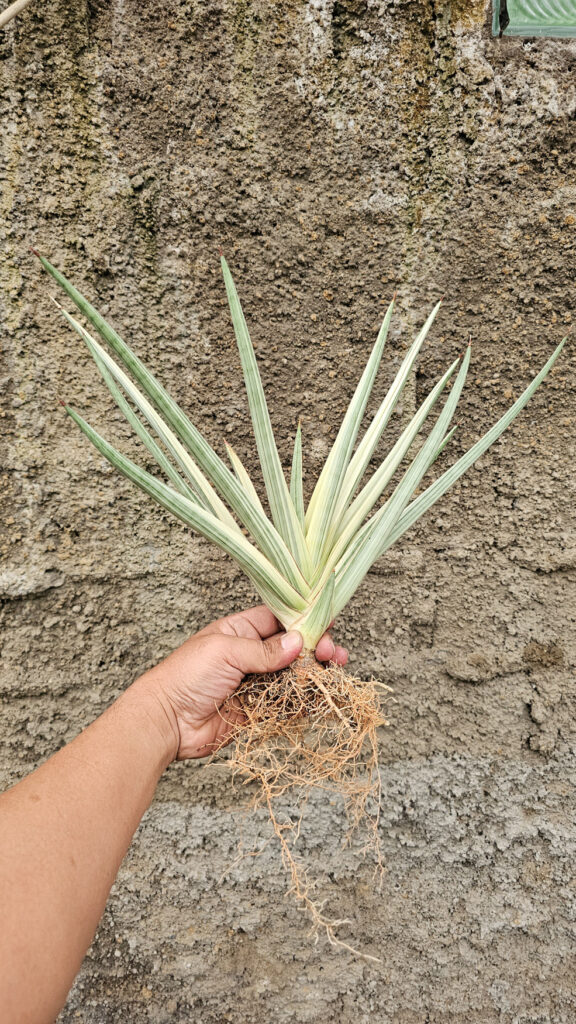 kaktus.id