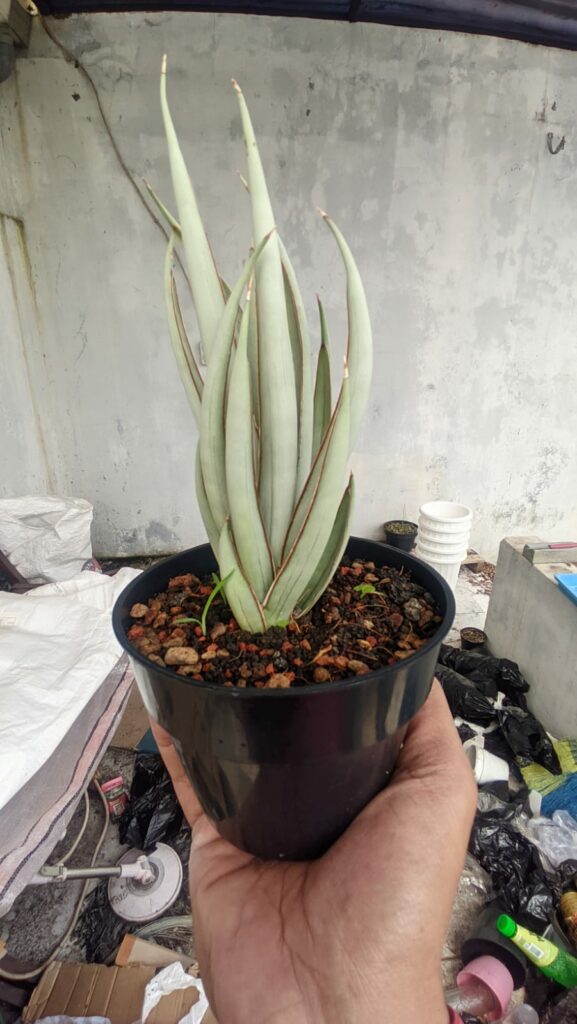 kaktus.id