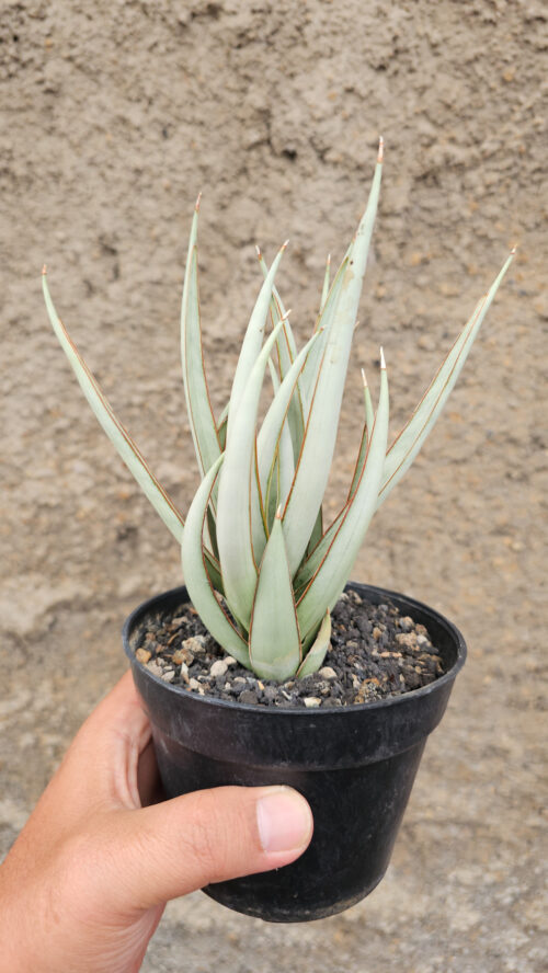Sansevieria Swan Dancer, real gallery image #2 plants. Picture taken directly from kaktus.id community Sansevieria farmer green houses.