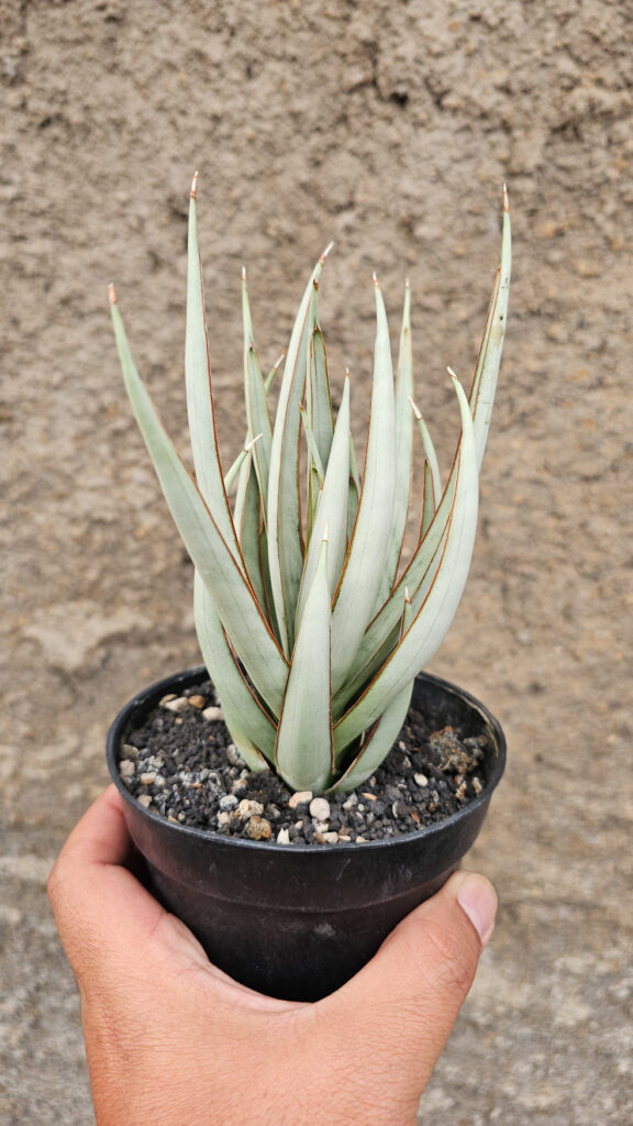 kaktus.id