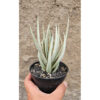 Sansevieria Swan Dancer, real feature image plant. Picture taken directly from kaktus.id community Sansevieria farmer green houses.