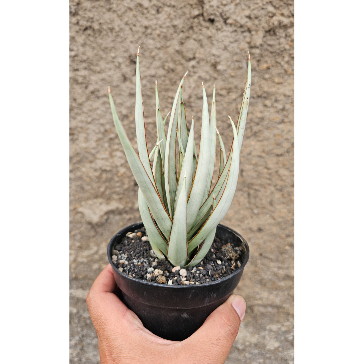 Sansevieria Swan Dancer, real feature image plant. Picture taken directly from kaktus.id community Sansevieria farmer green houses.