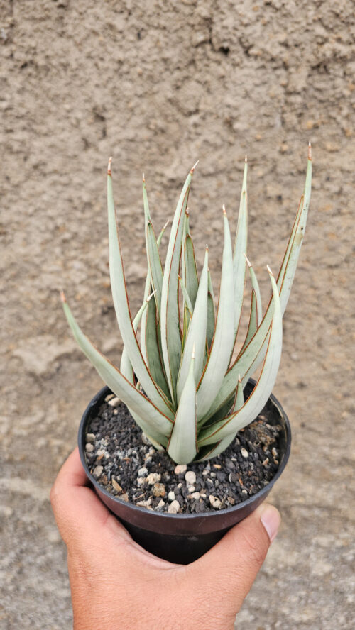 Sansevieria Swan Dancer, real gallery image #4 plants. Picture taken directly from kaktus.id community Sansevieria farmer green houses.