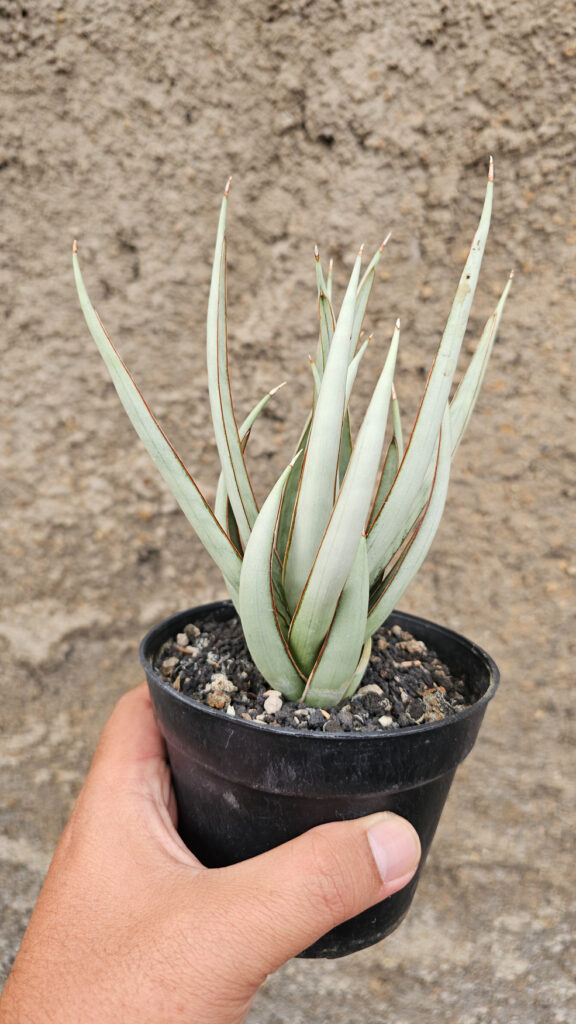 kaktus.id