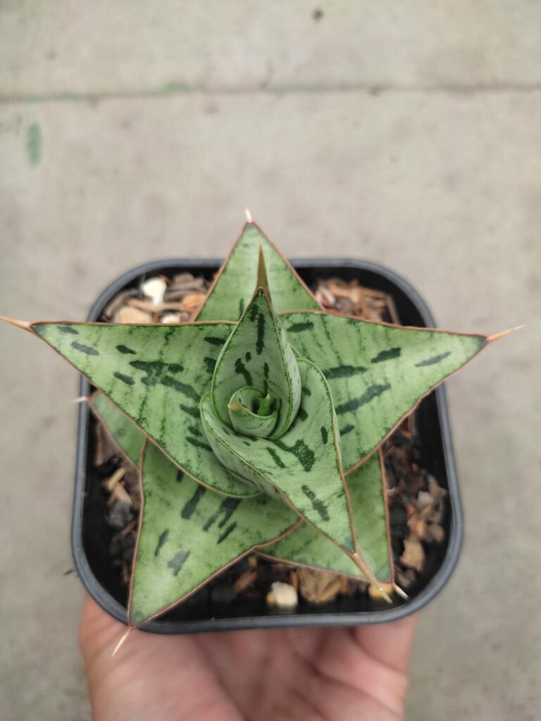 kaktus.id