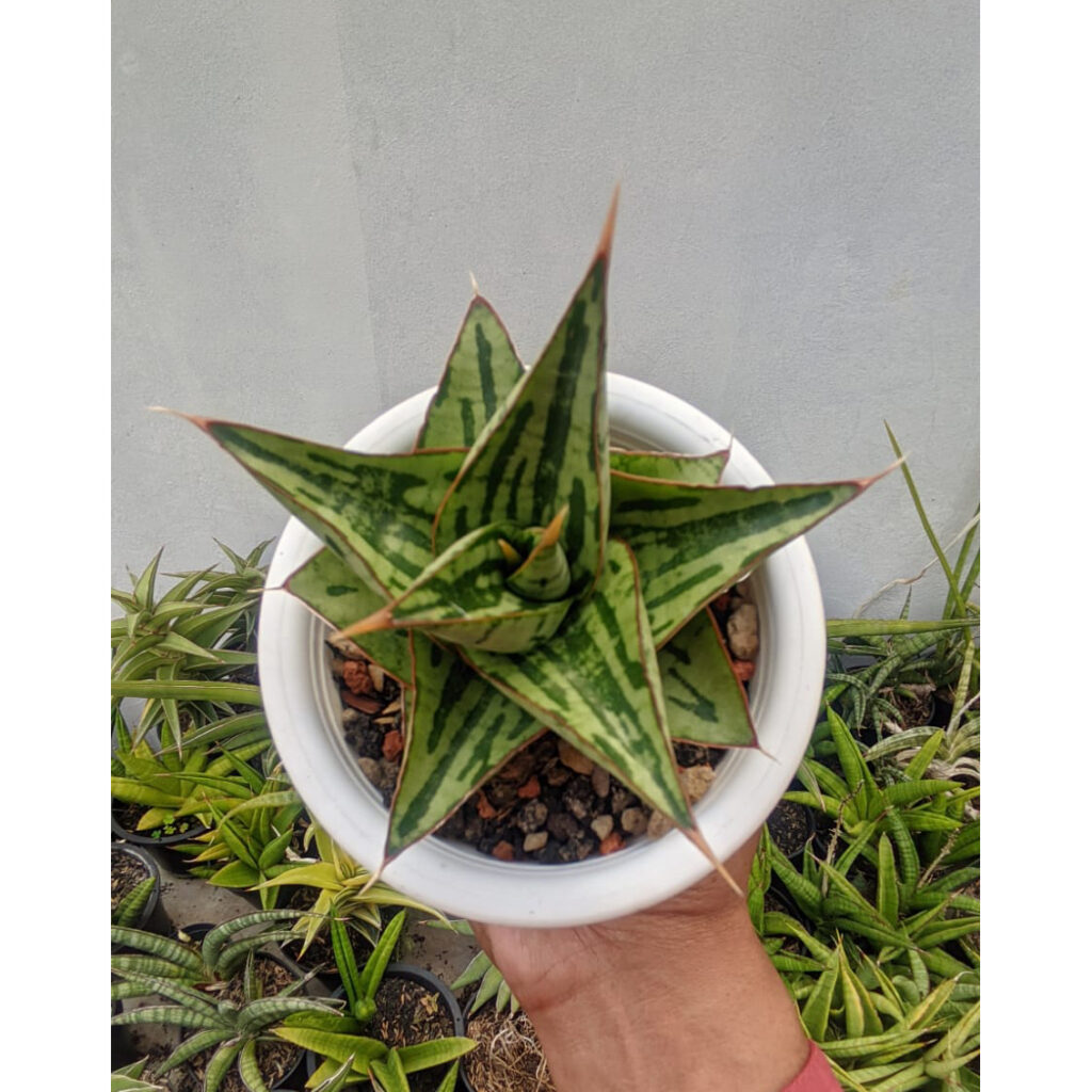 kaktus.id