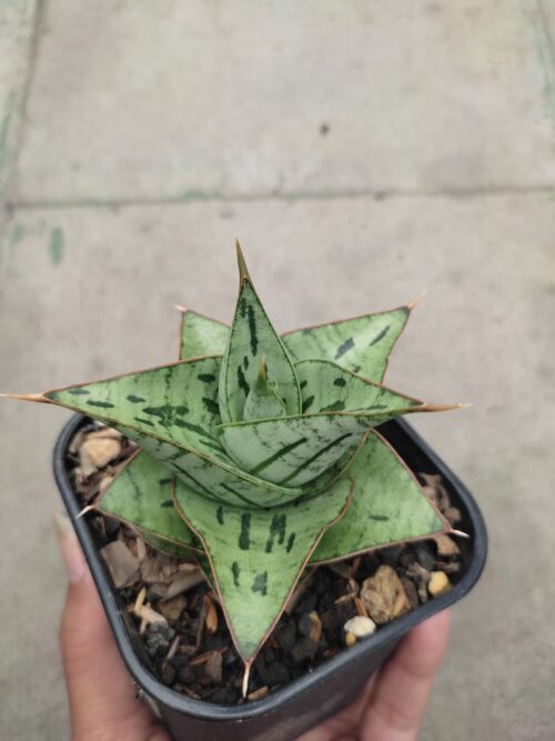 Sansevieria Kaisar, real gallery image #3 plants. Picture taken directly from kaktus.id community Sansevieria farmer green houses.