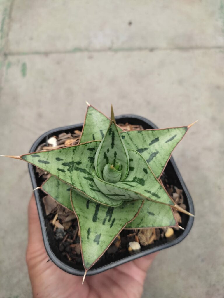 kaktus.id