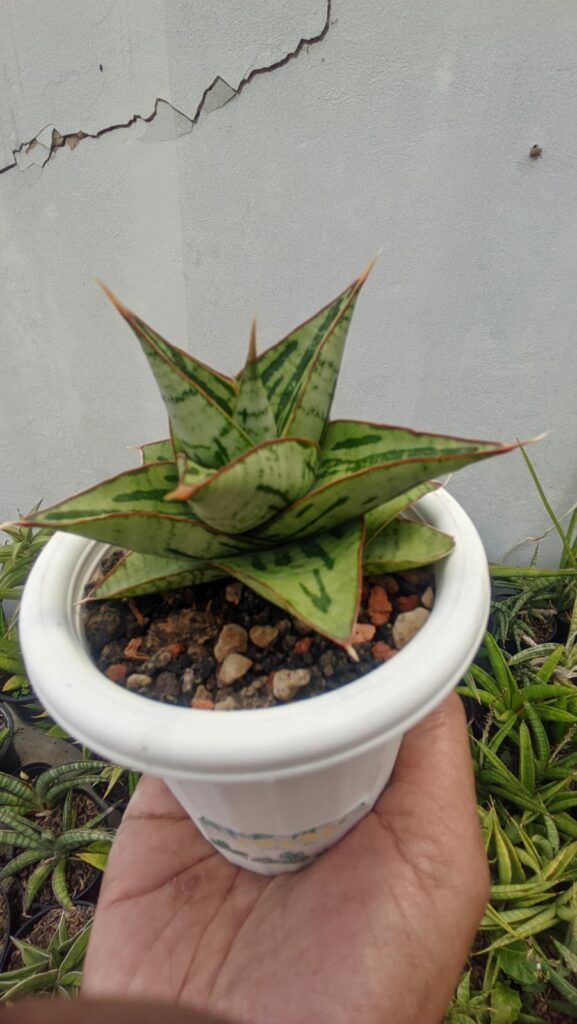 kaktus.id