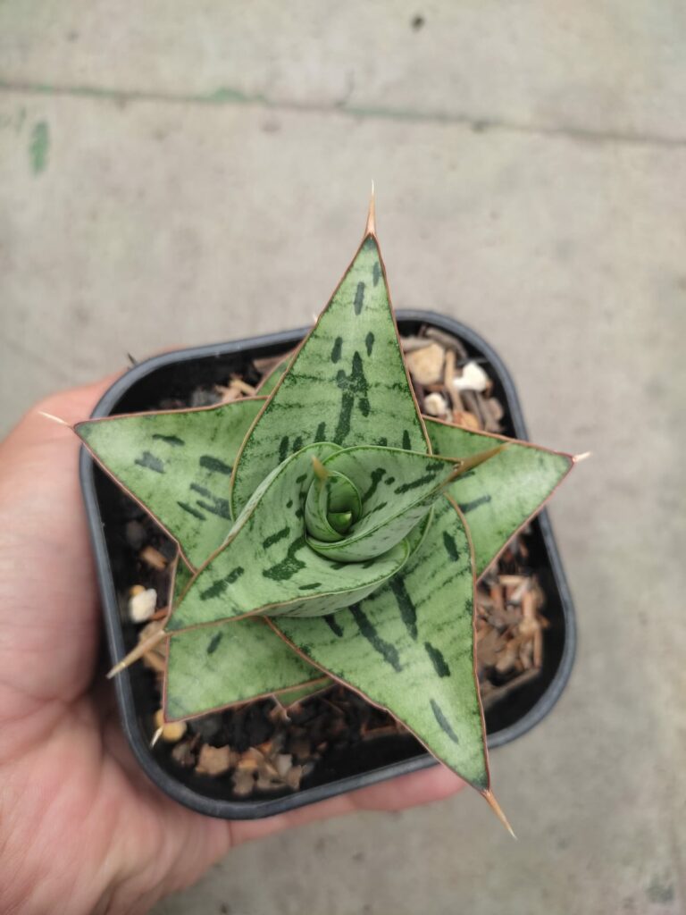 kaktus.id