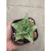 Sansevieria Kaisar, real feature image plant. Picture taken directly from kaktus.id community Sansevieria farmer green houses.