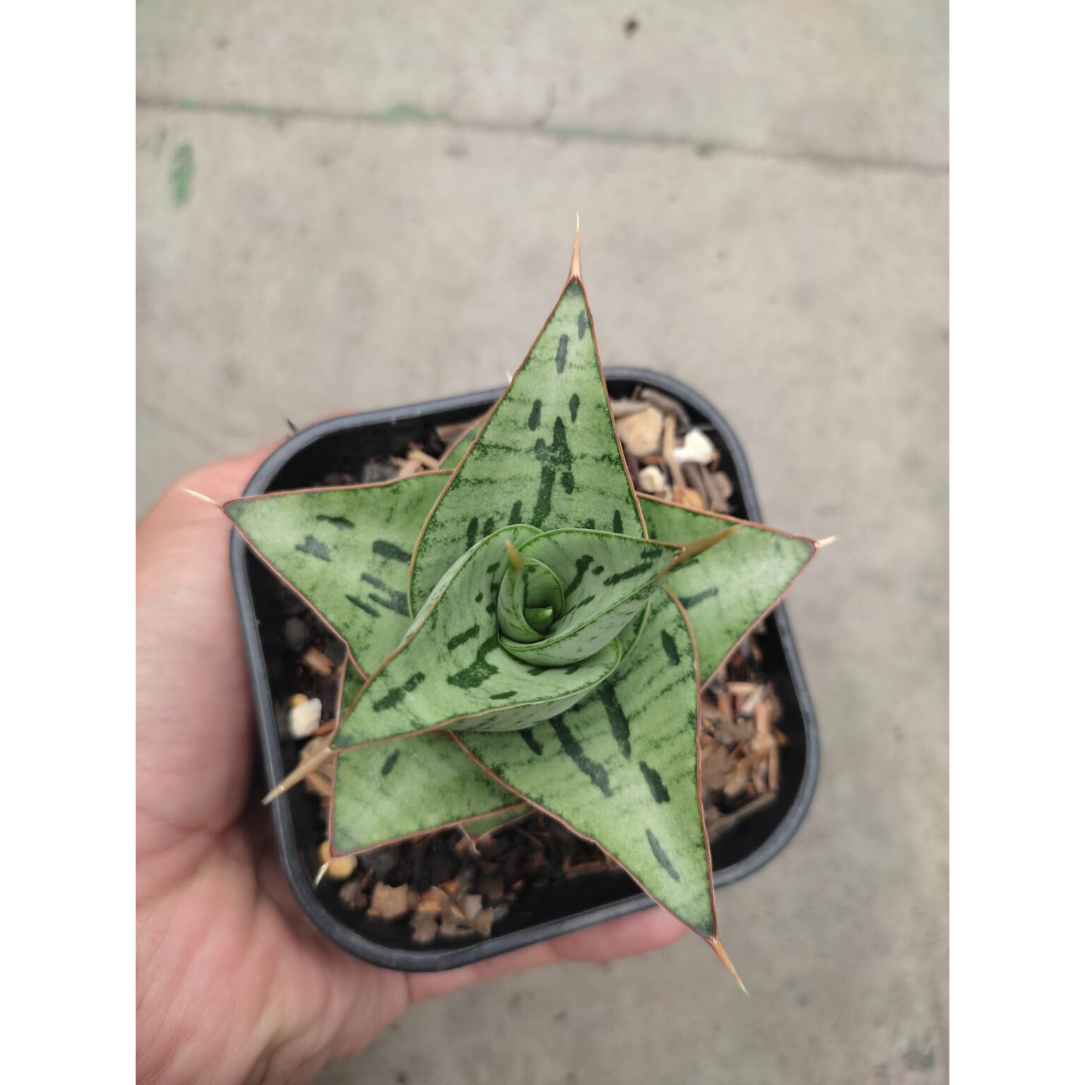 Sansevieria Kaisar, real feature image plant. Picture taken directly from kaktus.id community Sansevieria farmer green houses.