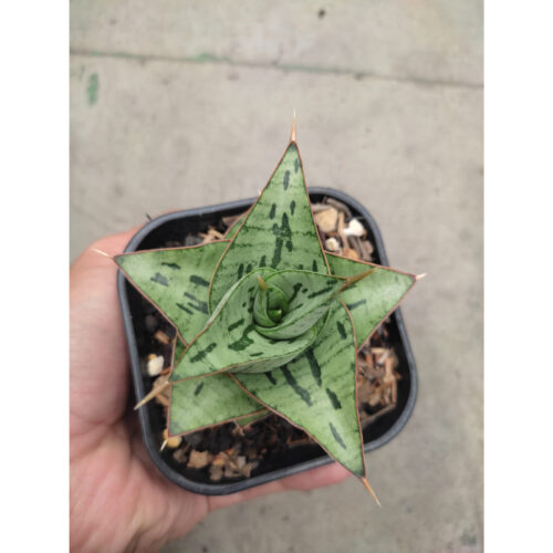 1267. Sansevieria Kaisar