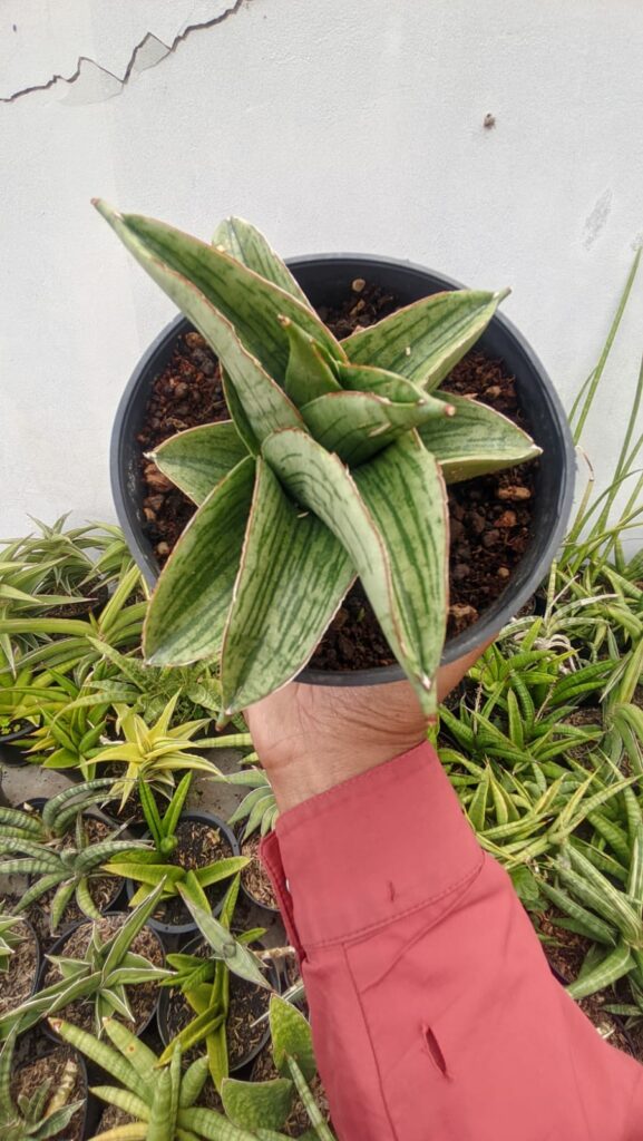 kaktus.id