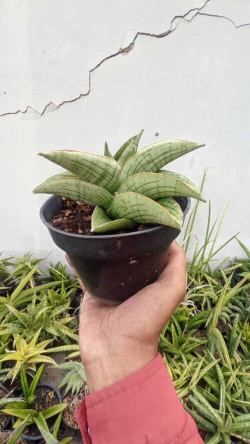 Sansevieria Hobbit, real gallery image #2 plants. Picture taken directly from kaktus.id community Sansevieria farmer green houses.