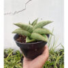 Sansevieria Hobbit, real feature image plant. Picture taken directly from kaktus.id community Sansevieria farmer green houses.