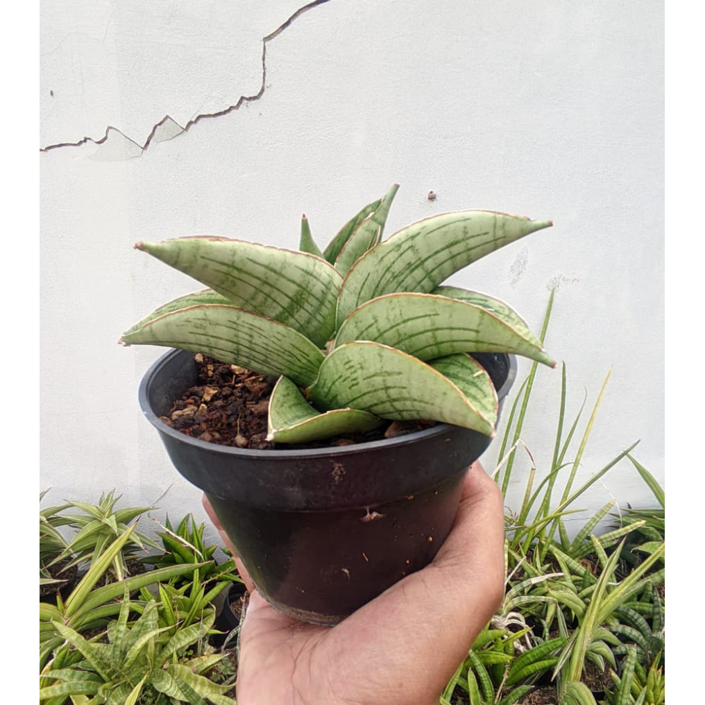 kaktus.id