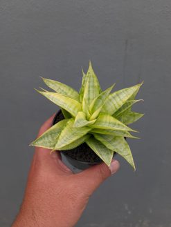Sansevieria Hybrid Gabriella Yellow Variegated, real gallery image #1 plants. Picture taken directly from kaktus.id community Sansevieria farmer green houses.