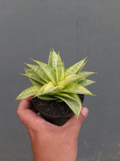 Sansevieria Hybrid Gabriella Yellow Variegated, real gallery image #9 plants. Picture taken directly from kaktus.id community Sansevieria farmer green houses.