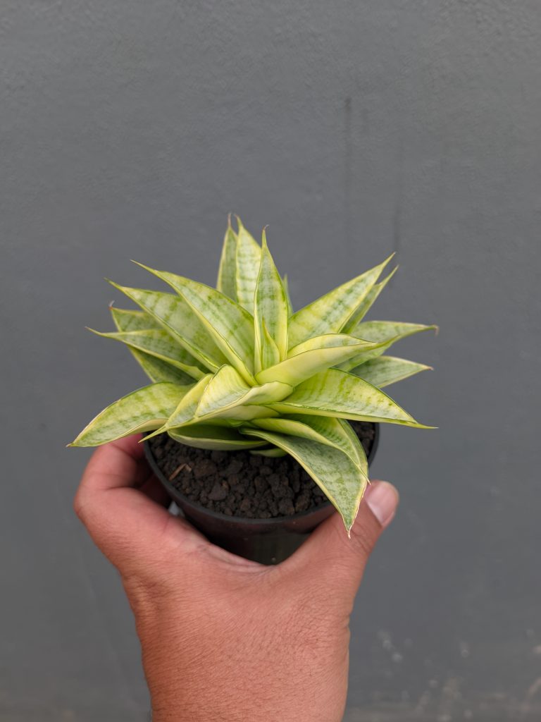 kaktus.id