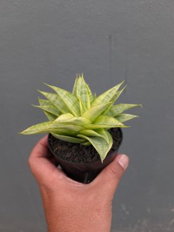 Sansevieria Hybrid Gabriella Yellow Variegated, real gallery image #10 plants. Picture taken directly from kaktus.id community Sansevieria farmer green houses.
