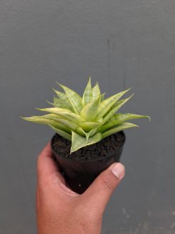 Sansevieria Hybrid Gabriella Yellow Variegated, real gallery image #11 plants. Picture taken directly from kaktus.id community Sansevieria farmer green houses.