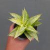 Sansevieria Hybrid Gabriella Yellow Variegated, real feature image plant. Picture taken directly from kaktus.id community Sansevieria farmer green houses.