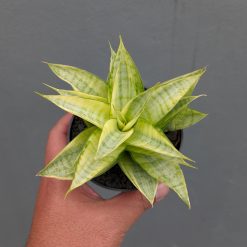 Sansevieria Hybrid Gabriella Yellow Variegated, real feature image plant. Picture taken directly from kaktus.id community Sansevieria farmer green houses.