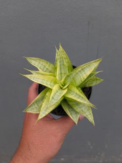 Sansevieria Hybrid Gabriella Yellow Variegated, real gallery image #2 plants. Picture taken directly from kaktus.id community Sansevieria farmer green houses.
