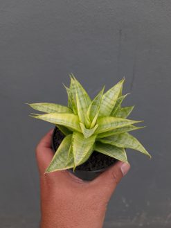 Sansevieria Hybrid Gabriella Yellow Variegated, real gallery image #3 plants. Picture taken directly from kaktus.id community Sansevieria farmer green houses.