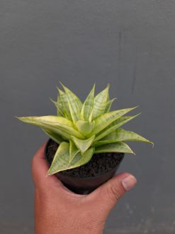 Sansevieria Hybrid Gabriella Yellow Variegated, real gallery image #4 plants. Picture taken directly from kaktus.id community Sansevieria farmer green houses.