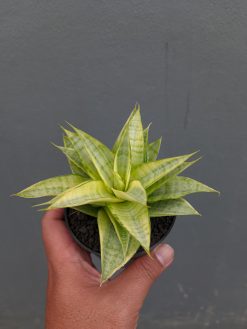 Sansevieria Hybrid Gabriella Yellow Variegated, real gallery image #5 plants. Picture taken directly from kaktus.id community Sansevieria farmer green houses.