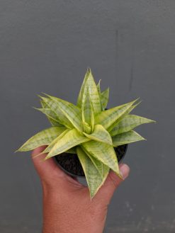 Sansevieria Hybrid Gabriella Yellow Variegated, real gallery image #6 plants. Picture taken directly from kaktus.id community Sansevieria farmer green houses.