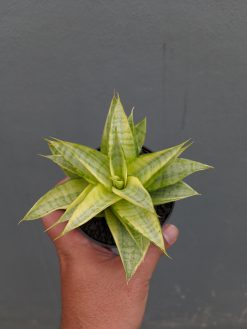 Sansevieria Hybrid Gabriella Yellow Variegated, real gallery image #7 plants. Picture taken directly from kaktus.id community Sansevieria farmer green houses.