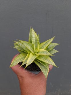 Sansevieria Hybrid Gabriella Yellow Variegated, real gallery image #8 plants. Picture taken directly from kaktus.id community Sansevieria farmer green houses.