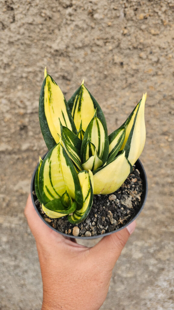 kaktus.id