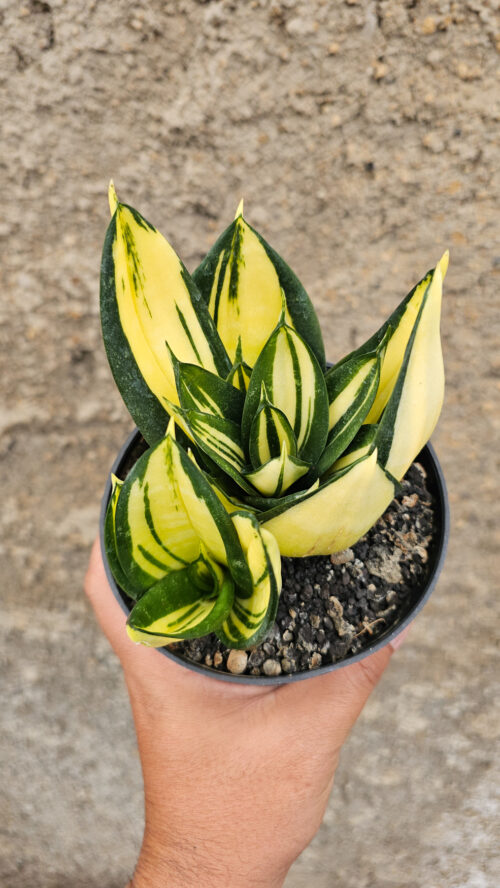 Sansevieria Siam Tower, real gallery image #3 plants. Picture taken directly from kaktus.id community Sansevieria farmer green houses.