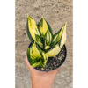 Sansevieria Siam Tower, real feature image plant. Picture taken directly from kaktus.id community Sansevieria farmer green houses.